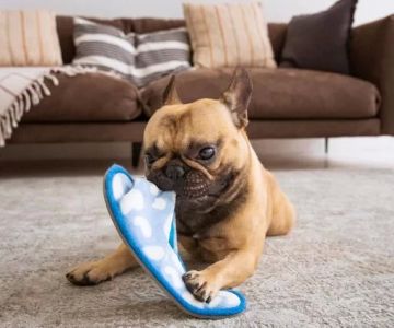Effective Ways to Stop Dogs from Chewing Shoes and Protect Your Home