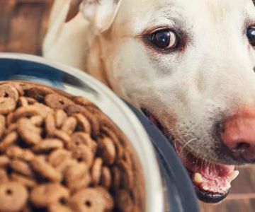 Best Dog Foods for Active Dogs: Nutrition Tips for High Energy Pets