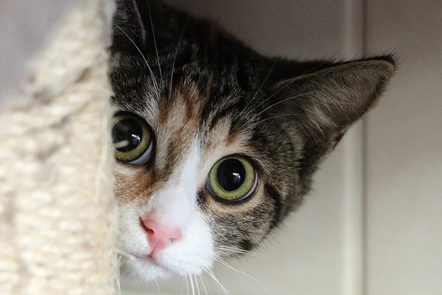 Effective Ways to Socialize a Shy Cat and Build Their Confidence