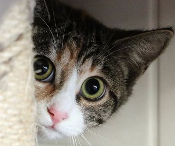 Effective Ways to Socialize a Shy Cat and Build Their Confidence