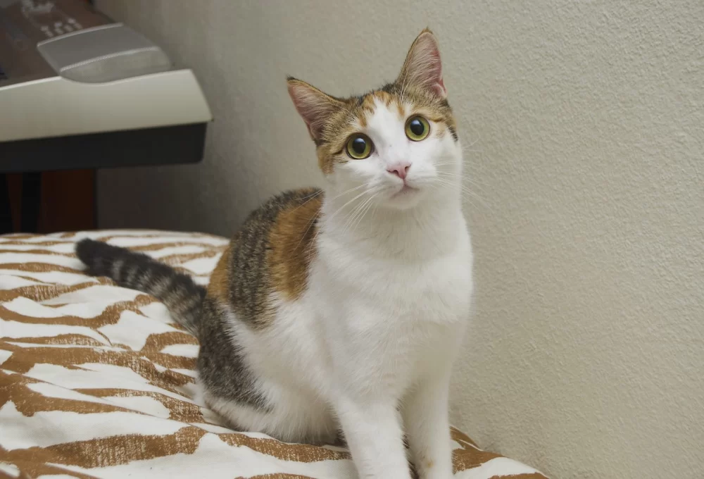 Effective Natural Remedies for Cat Urinary Tract Infections to Support Feline Health