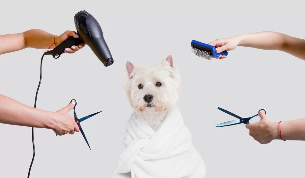 How to Groom a Dog at Home Safely and Effectively: Essential Tips and Expert Advice