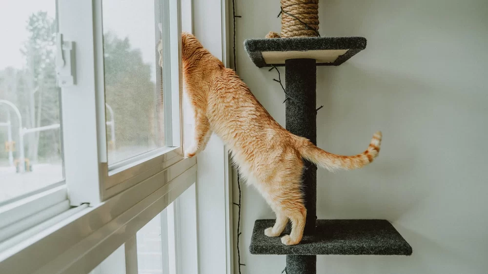 How to Build a Safe and Comfortable Cat Enclosure: Step-by-Step Guide