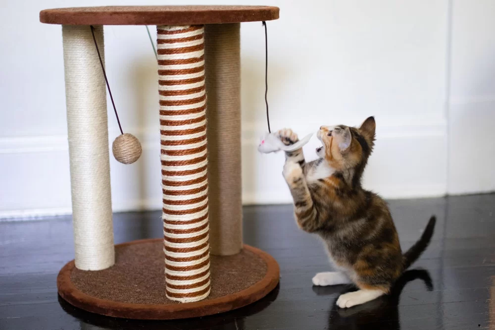 How to Build a Cat Scratching Post and Play Area for Your Feline Friend