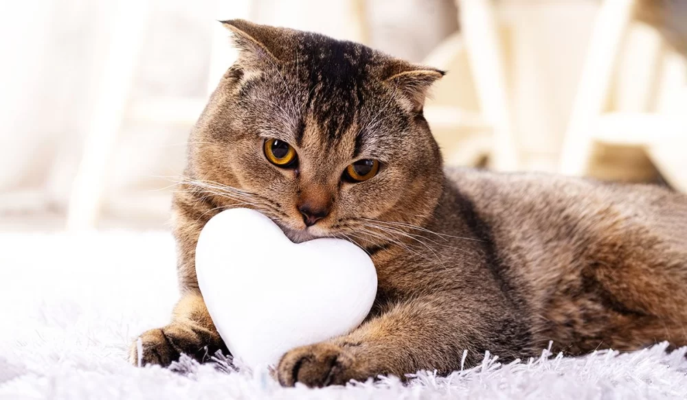 Recognizing Signs of Heart Disease in Cats: Essential Symptoms and Care Tips