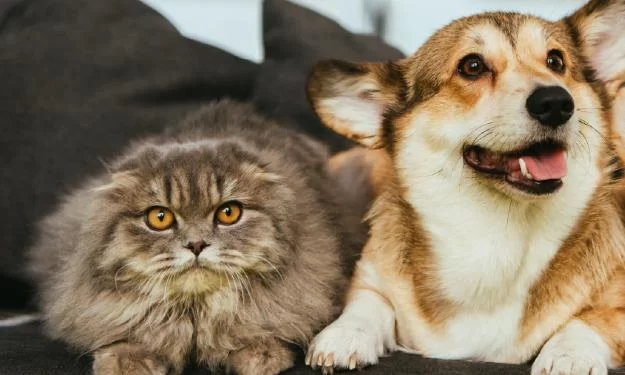 How to Socialize a Cat with Dogs and Other Pets Safely: Practical Tips and Expert Advice