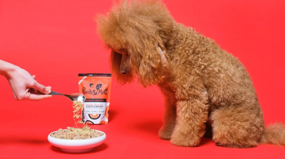 Best Dog Foods for Sensitive Stomachs: Gentle Nutrition for Your Pup’s Digestive Health