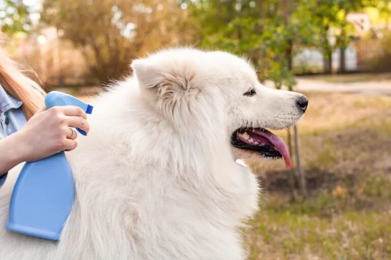 Effective Natural Flea Prevention for Dogs to Keep Your Pet Comfortable