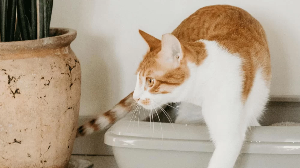 How to Choose the Best Cat Litter for Clumping: A Comprehensive Guide
