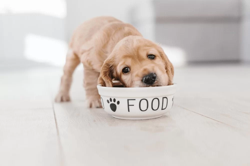 How to Prepare Homemade Dog Food for Puppies with Allergies: A Practical Guide