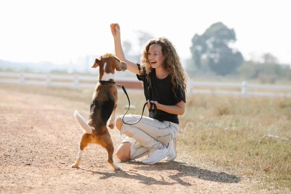 Effective Strategies on How to Socialize a Dog with Other Animals for a Harmonious Home