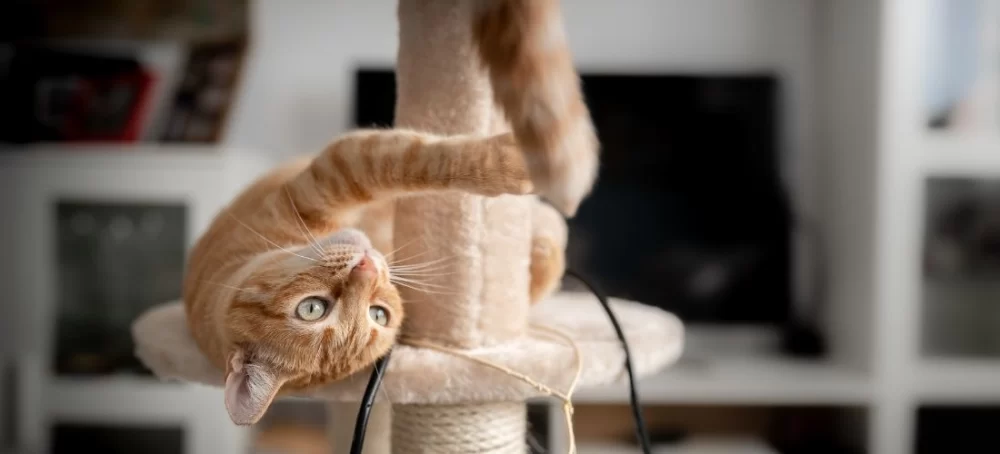 How to Choose the Best Cat Toys for Exercise to Keep Your Cat Active