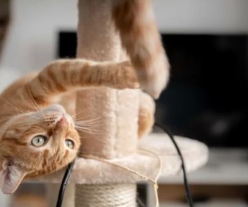 How to Choose the Best Cat Toys for Exercise to Keep Your Cat Active