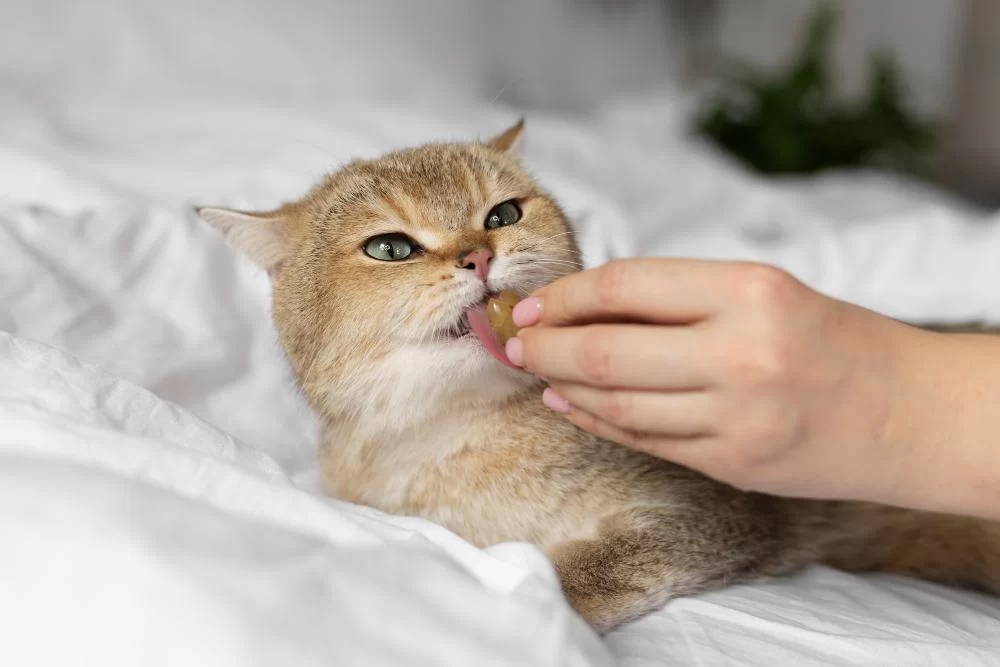 Natural Remedies for Cat Itching and Skin Allergies That Really Work