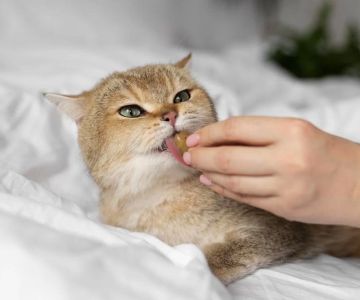 Natural Remedies for Cat Itching and Skin Allergies That Really Work