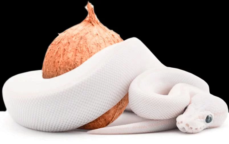 Best Bedding for Pet Snakes and Reptiles: How to Choose the Perfect Substrate