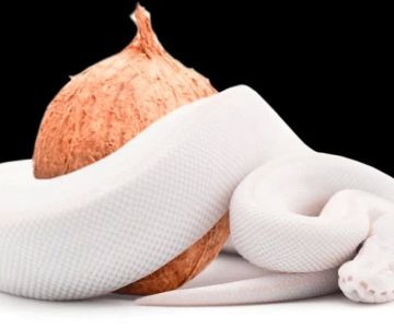 Best Bedding for Pet Snakes and Reptiles: How to Choose the Perfect Substrate