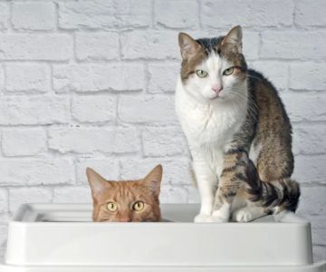 How to Choose the Best Cat Litter for Multiple Cats: Expert Tips and Recommendations