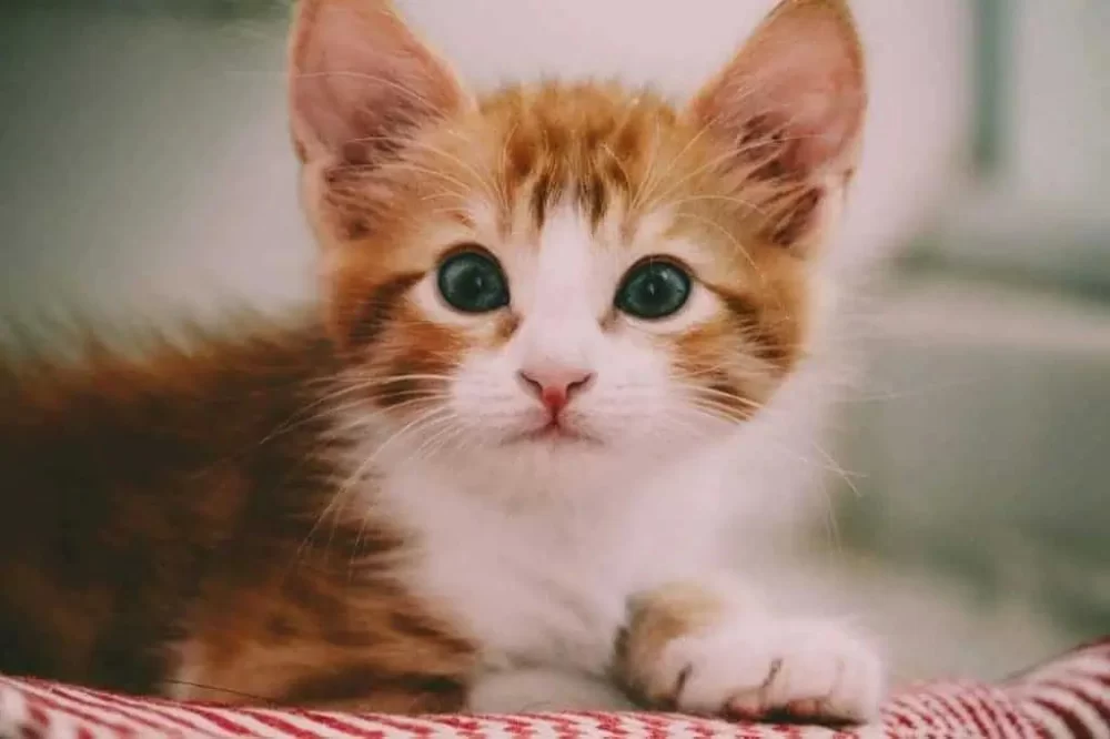 How to Socialize a Shy Cat and Build Confidence Effectively