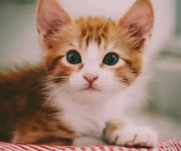 How to Socialize a Shy Cat and Build Confidence Effectively
