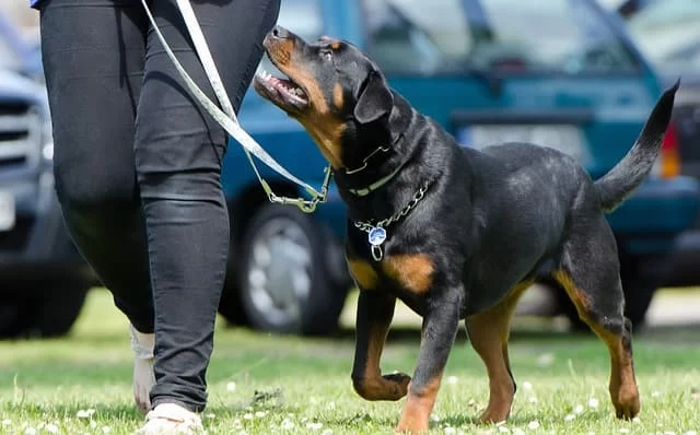 How to Train a Dog to Walk Beside You: Effective Techniques for Leash Manners