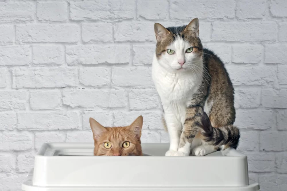 Best Cat Litter for Multiple Cats and Odor Control: Expert Tips for a Fresh Home