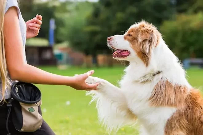 How to Teach a Dog to Drop It: Effective Training Techniques for Every Dog Owner