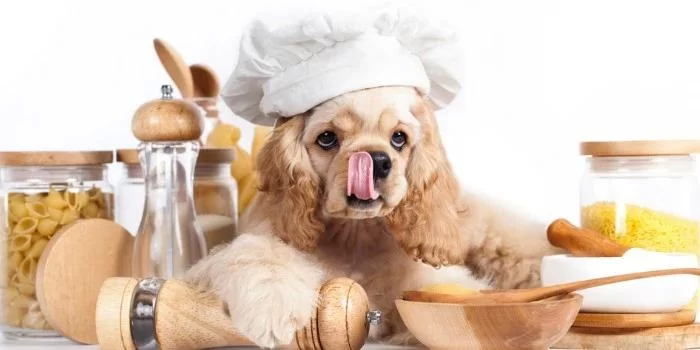Homemade Dog Treats for Puppies and Adult Dogs: Healthy Recipes and Tips