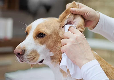 How to Clean Dog Ears and Prevent Infections: Essential Tips for Healthy Pets
