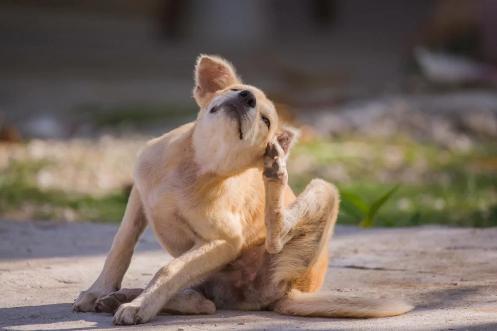 Natural Flea Treatments for Puppies: Safe and Effective Remedies