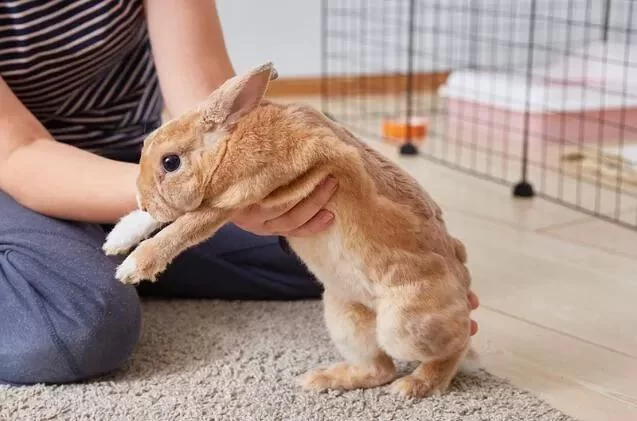 How to Build a Rabbit Playpen: Step-by-Step Guide for a Safe and Fun Enclosure