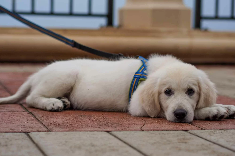 How to Train a Dog to Heel on Leash: Effective Techniques for Calm Walks