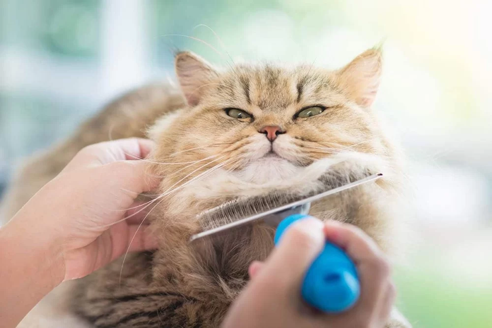 How to Groom a Cat with Matting and Long Fur: Step-by-Step Care Guide