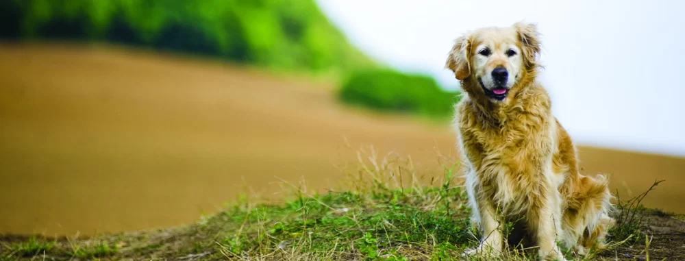 How to Groom a Senior Dog with Special Needs: Essential Tips and Care