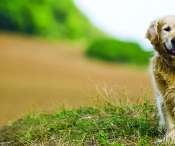 How to Groom a Senior Dog with Special Needs: Essential Tips and Care