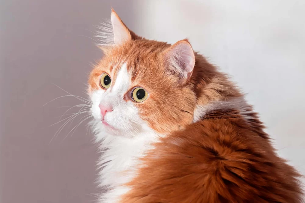 Recognizing Signs of Anxiety and Stress in Cats and Dogs and Effective Remedies