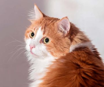 Recognizing Signs of Anxiety and Stress in Cats and Dogs and Effective Remedies