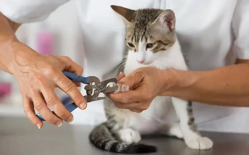 How to Groom a Cat with Matting: Effective Techniques and Tips
