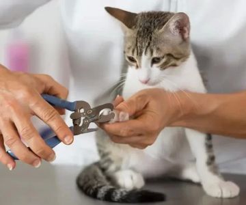 How to Groom a Cat with Matting: Effective Techniques and Tips