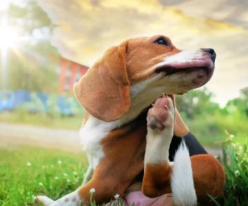Identifying Signs of Allergies in Dogs: A Detailed Guide for Pet Owners
