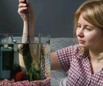 Effective Methods to Clean Fish Tanks Without Chemicals for a Healthy Aquarium