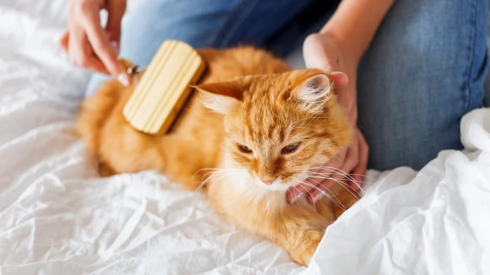 How to Groom a Cat at Home: Practical Tips for Easy and Effective Cat Care