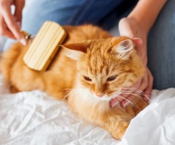How to Groom a Cat at Home: Practical Tips for Easy and Effective Cat Care