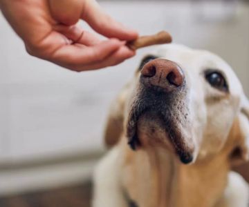 How to Make Homemade Dog Treats for Training: Healthy, Easy, and Effective Rewards