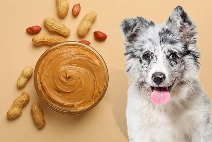 Homemade Dog Treats with Peanut Butter – Easy, Healthy Recipes Your Dog Will Love