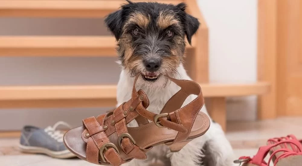 Effective Methods to Train Your Dog to Stop Chewing Furniture