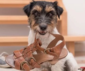 Effective Methods to Train Your Dog to Stop Chewing Furniture