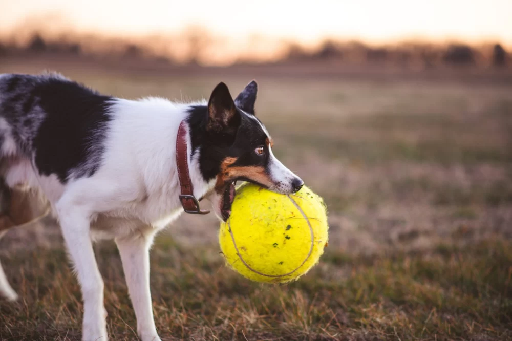 How to Train a Dog to Fetch and Retrieve Toys and Balls Effectively