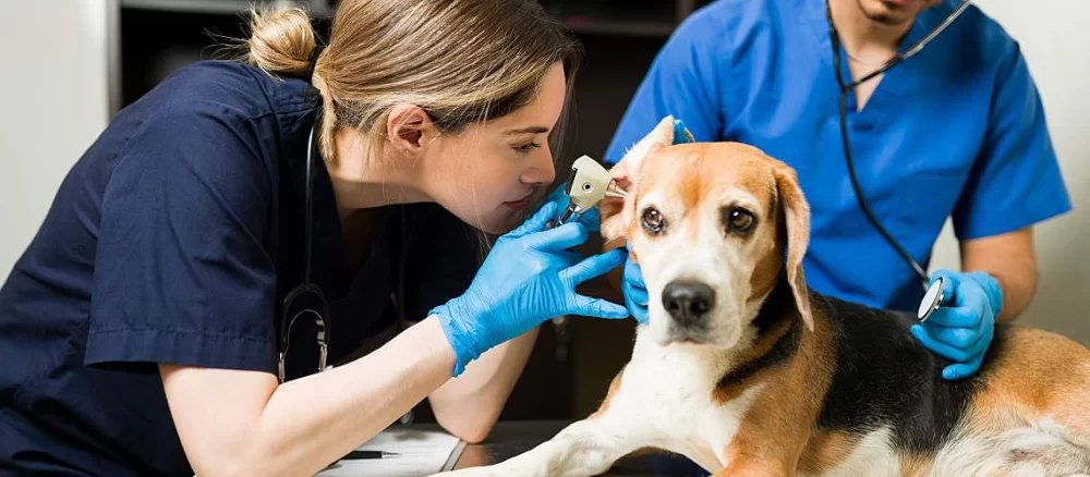 Exploring the Role of a CSR Veterinarian: Impact and Importance in Veterinary Medicine