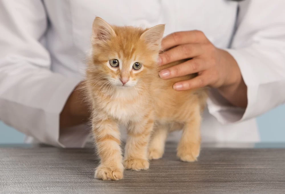 Does Petsmart Have Veterinary Services Near Me? A Complete Guide to Finding Local Vet Care